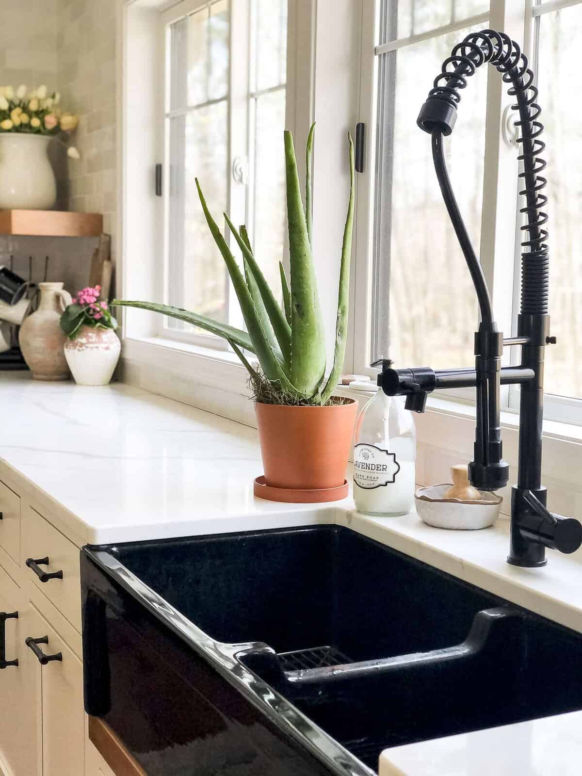 Aloe vera plant by a kitchen sink.