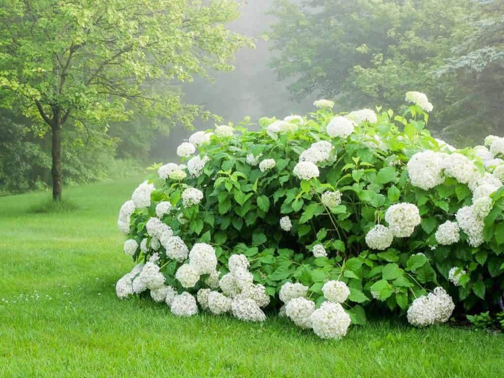 Snowball hydrangea bush.