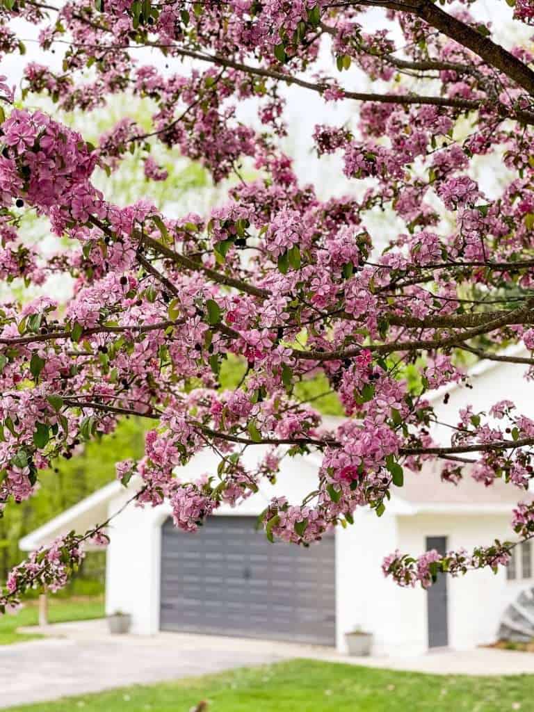 Barn with crab apple tree