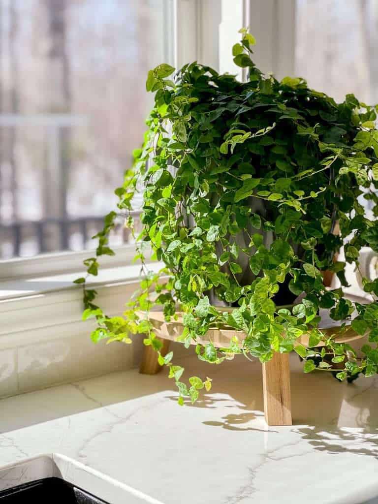 Creeping fig in a window