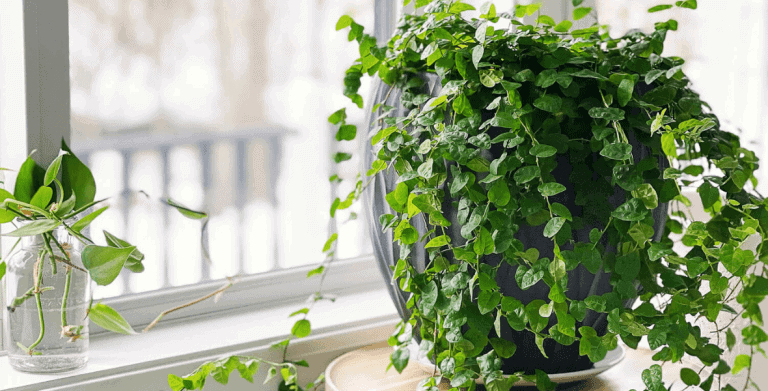 How to Use Plants as Decor to Decorate for Spring