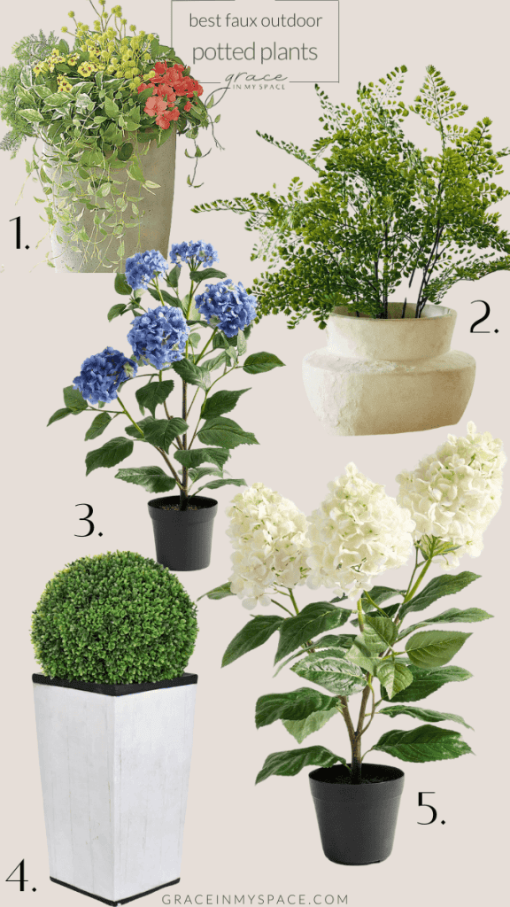 Potted outdoor plants