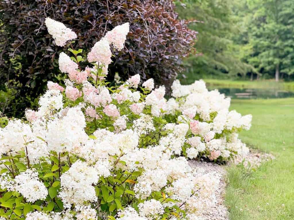 Hydrangea bushes