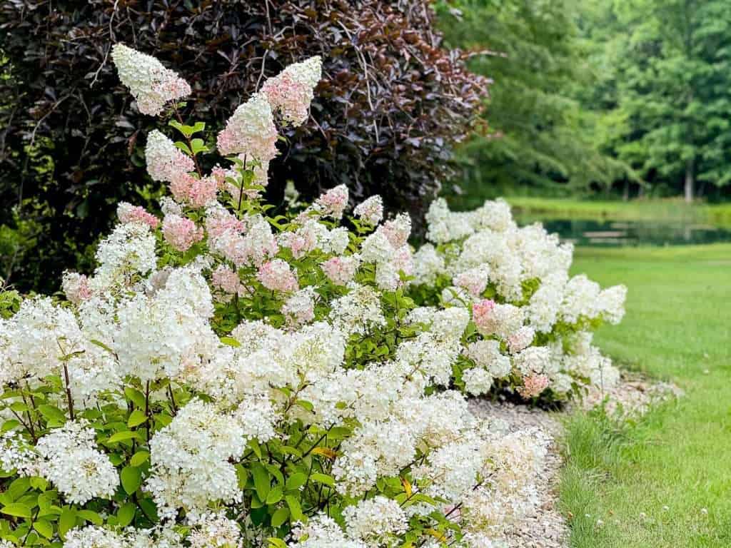 Hydrangeas in a front yard landscape.