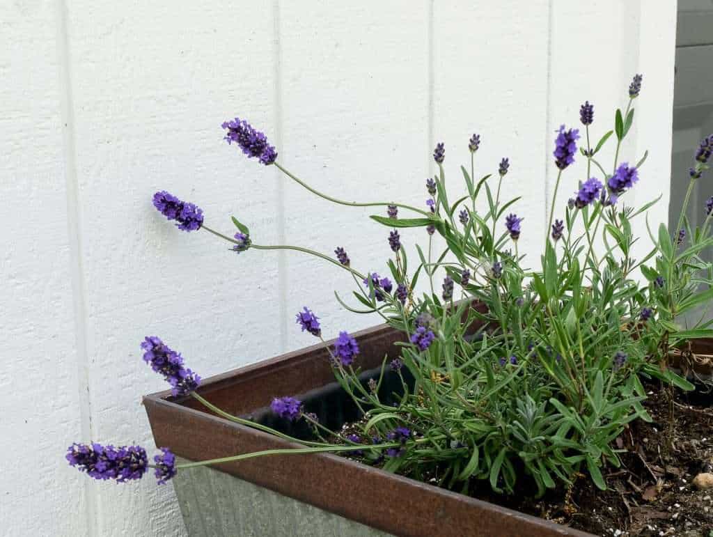 Lavender in a pot.