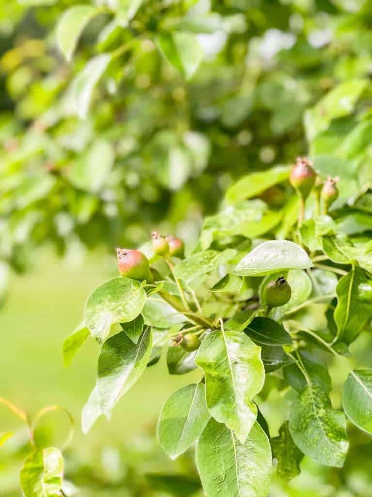 Baby pears on a tree.