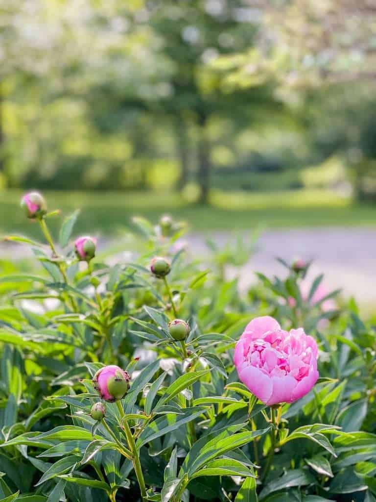 Peony flower