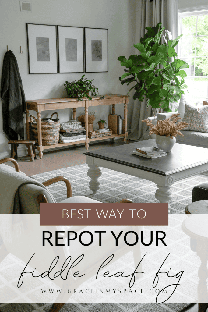 4 Steps to Repotting a Fiddle Leaf Fig + Best Care Tips